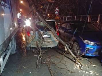 В Симферополе дерево упало на машины, заблокировав проезд