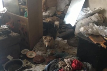 Волонтеры просят помочь спасти 18 собак, найденных в квартире умершей женщины