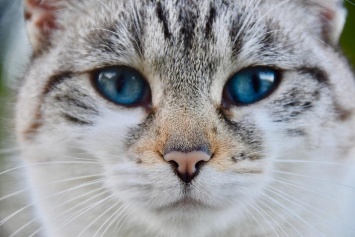 Британские медики назвали породы лечебных кошек