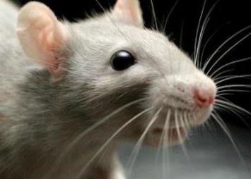 Крысы не пользуются спросом у благовещенцев
