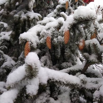 В пятницу в Белгороде ожидается снег и морось