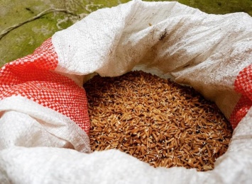 Медики рассказали о способности красного риса снижать холестерин