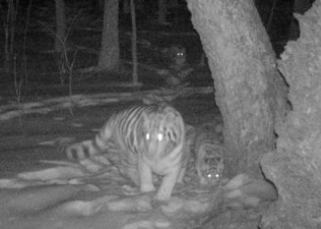 «Президентский» тигр, выпущенный в Приамурье, снова стал отцом