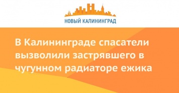 В Калининграде спасатели вызволили застрявшего в чугунном радиаторе ежика