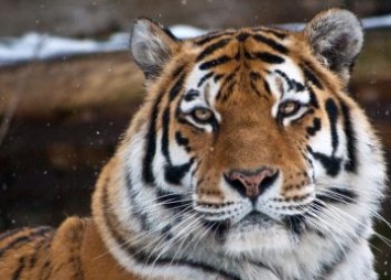 Экологи рассказали, где встретили Новый год тигры Павлик и Елена