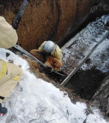 В Вейделевке спасатели достали из строительного котлована собаку