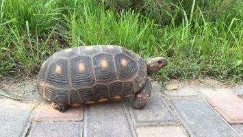 На грани исчезновения: гигантскую черепаху нашли в Барнауле