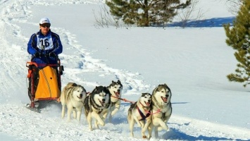 Гонки лыжников на собаках пройдут в Барнауле