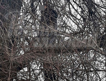 Труп молодого человека на дереве обнаружили очевидцы под Ростовом