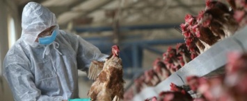 Роспотребнадзор предупреждает россиян об угрозе птичьего гриппа