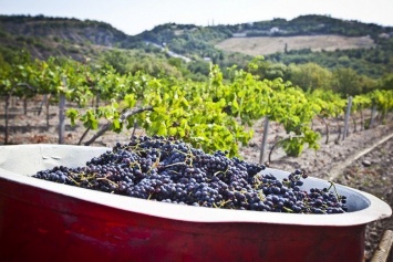По итогам уборочной компании «Массандра» собрала почти 17 тонн винограда