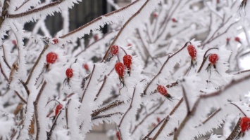 На выходных в Алтайском крае резко похолодает и выпадет снег