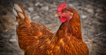 Жители свердловской деревни жалуются на помет с птицефабрики