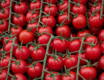 Представленная в Черноземье «ЭКО-Культура» планирует экспортировать помидоры на 50-100 млн долларов