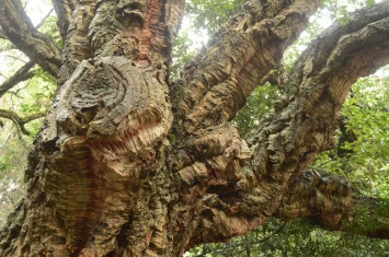 История Большой Ялты: роща пробкового дуба Никитского сада празднует 200 лет
