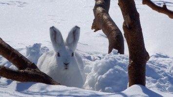 Масштабный отстрел зайцев и лисиц начался в Алтайском крае