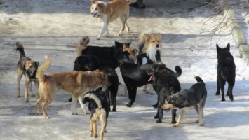 Бродячие собаки снова атакуют детей в Рубцовске