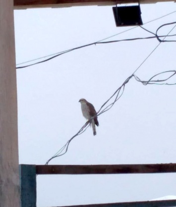 Хищная птица удивила жителей столицы Кузбасса