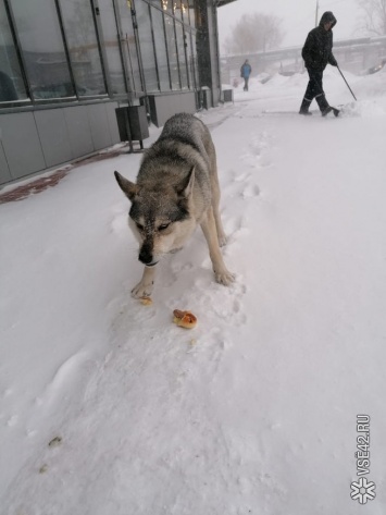 Кемеровчанин объявил о поиске хозяев ухоженной собаки