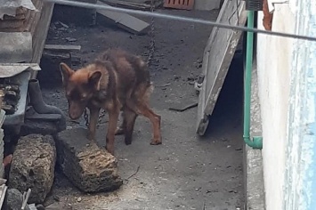 В Симферополе спасли измученную хозяевами собаку