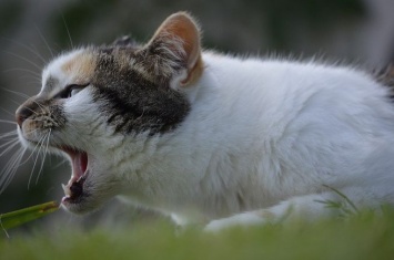 Сибирские ветеринары рассказали об участившихся случаях отравления животных снюсом