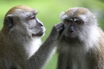 В Калуге украли обезьян из центра реабилитации