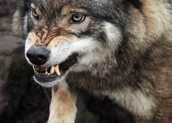 На выплаты охотникам-волчатникам в Приамурье выделили свыше 4 миллионов рублей
