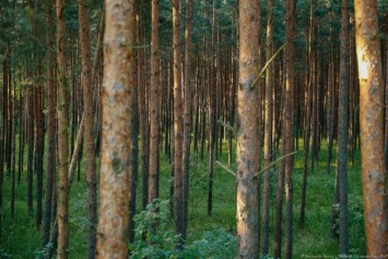Аудиторы: в Калининградская области возникла острая проблема с хвойными лесами