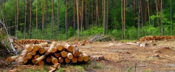 Калужский предприниматель вырубил лес на 500 000 рублей