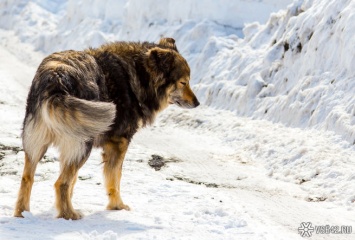 Кемеровчанка рассказала о нападении диких собак