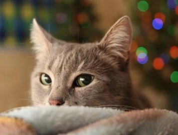 26 января россияне празднуют Ермилов день и наблюдают за котами