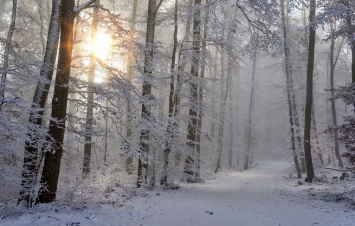 Финский эколог рассказал об опасности бесснежной зимы для урожая и комаров