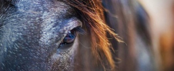 Труп лошади обнаружен на калужской улице