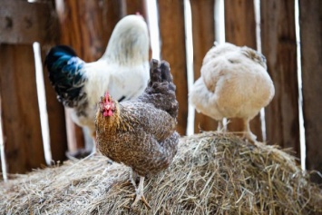 «Продукты Питания» запустила в в области птицеферму с инвестициями в 1,2 млрд