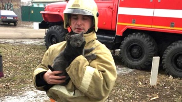 Белгородские пожарные сняли котенка с десятиметровой высоты