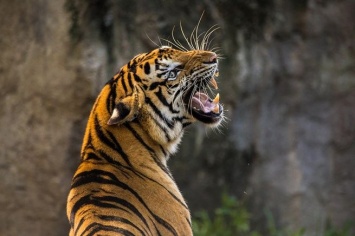Житель Индии спасся от тигра, притворившись мертвым