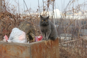 В Белгороде в январе выявили зараженных бешенством лис и кошку