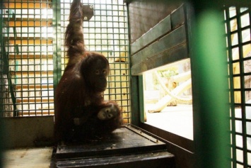 В Калининградском зоопарке орангутанов научили взвешиваться