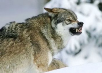Разрешить отстрел волков в случае угрозы жизни могут в Приамурье