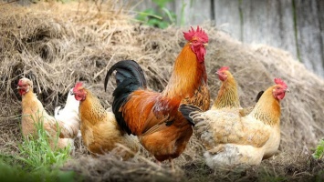 В Алтайском крае создали органо-минеральные удобрения на основе куриного помета