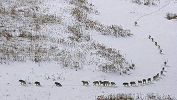 Фейк. Жителей Алтайского края пугают огромной стаей волков