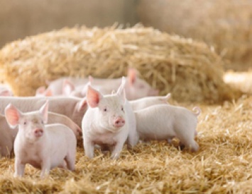 Еще в одном регионе Черноземья вспыхнул протест против свинокомплексов