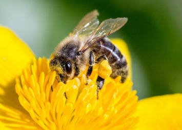 В России вину за массовую гибель пчел возложили на фермеров