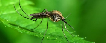 В России могут исчезнуть комары