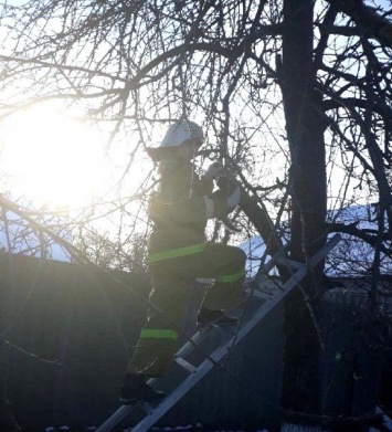В Грайвороне пожарные сняли котенка с дерева