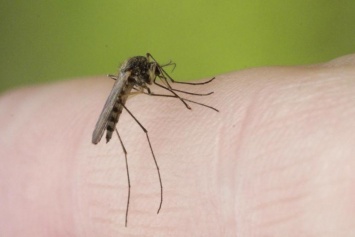 Генетики установили, как комары находят своих жертв