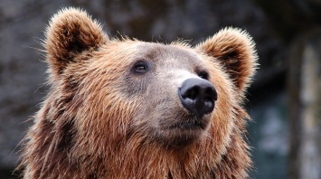 Медведь Жора проснулся в Барнаульском зоопарке