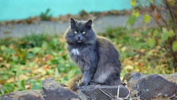Жители Белгородского района пожаловались в полицию на массовое убийство домашних кошек
