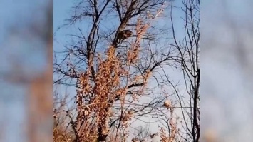 Собака загнала леопарда на дерево в Приморье