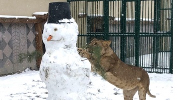 В Белгородском зоопарке львица поохотилась на снеговика